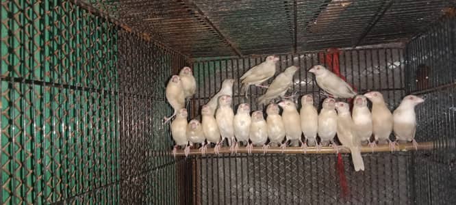 Quality pastel fawn java DNA pairs