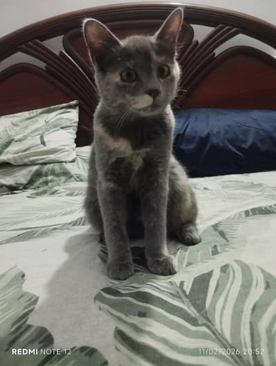 Healthy Cat for Adoption – Loving Home Required