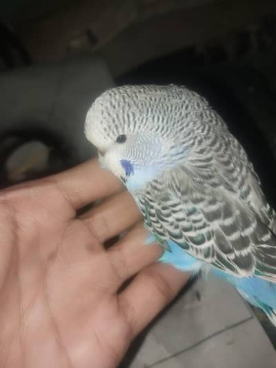 Exhibition Patha Male / Exhibition Hogo Working pair