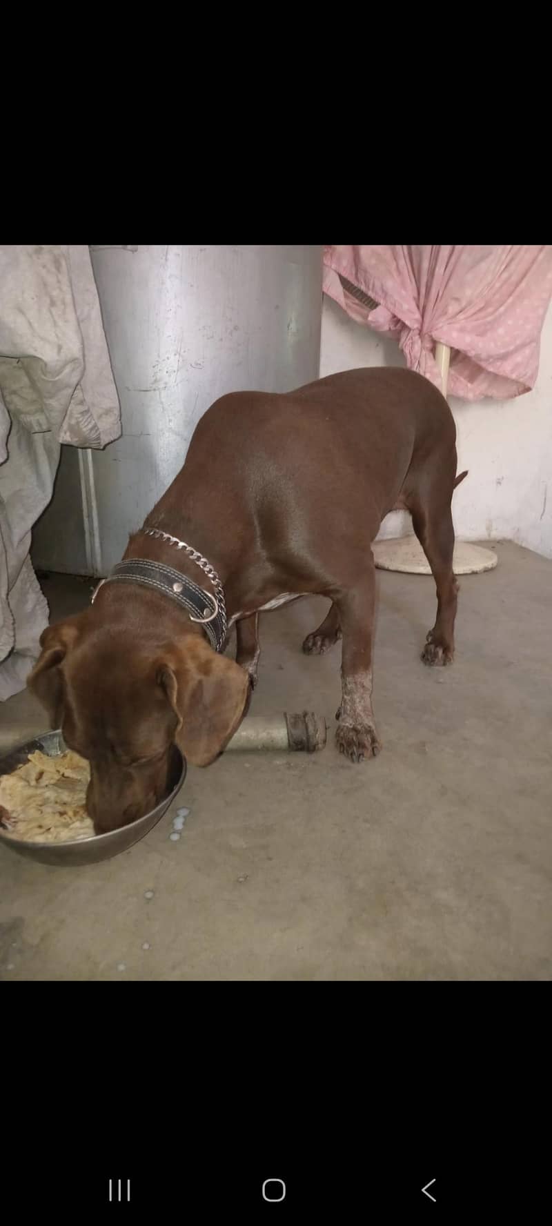 pointer female 11 munth 1