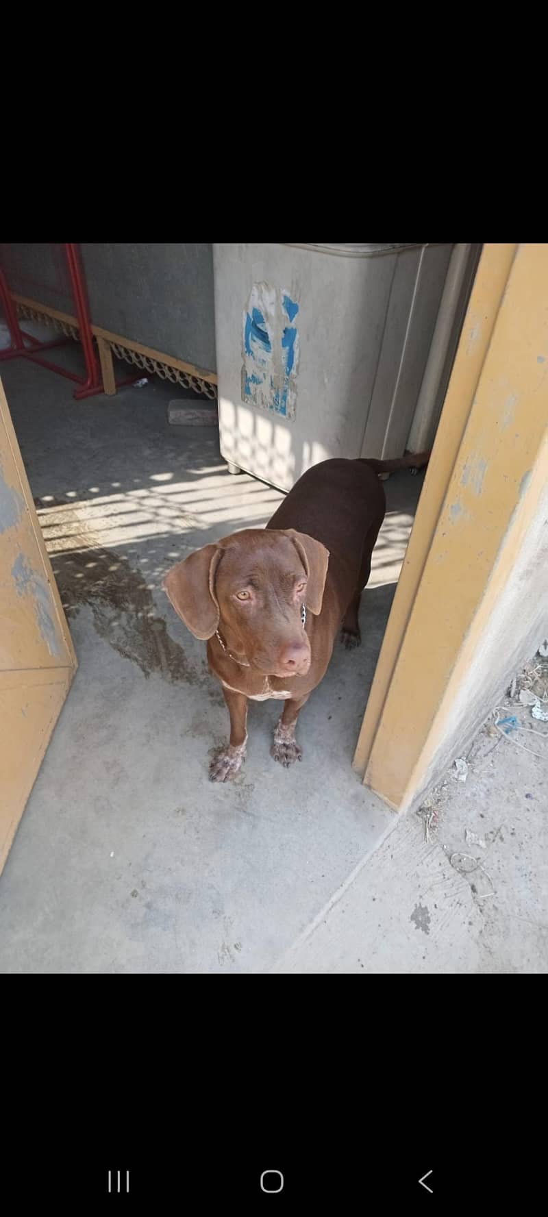 pointer female 11 munth 3