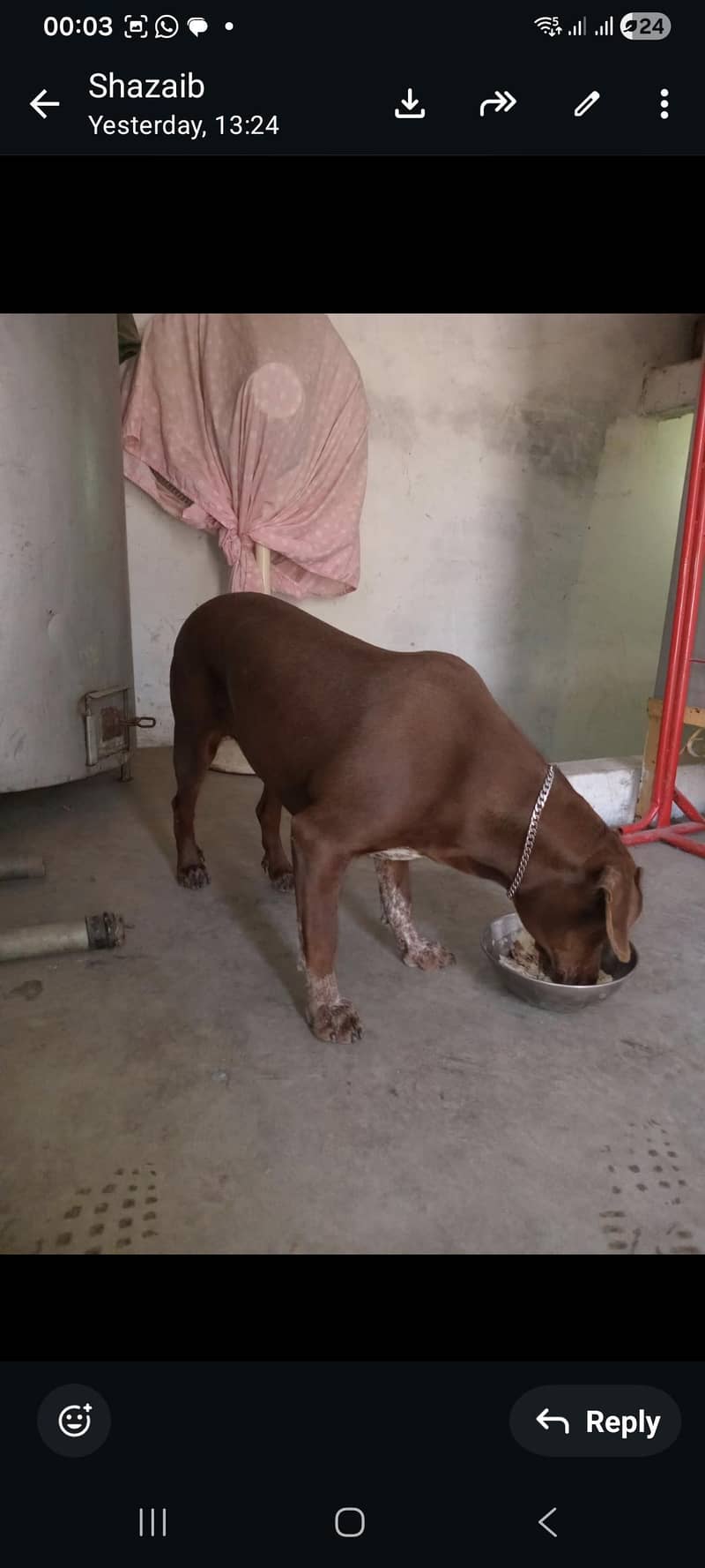 pointer female 11 munth 5