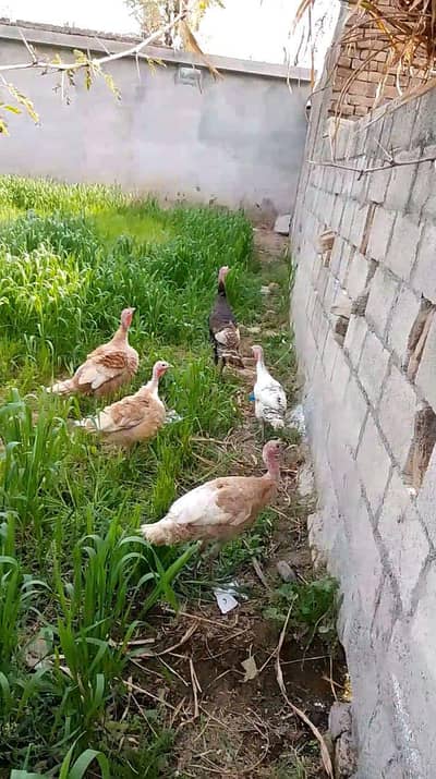 Turkey birds Black Male and Red female