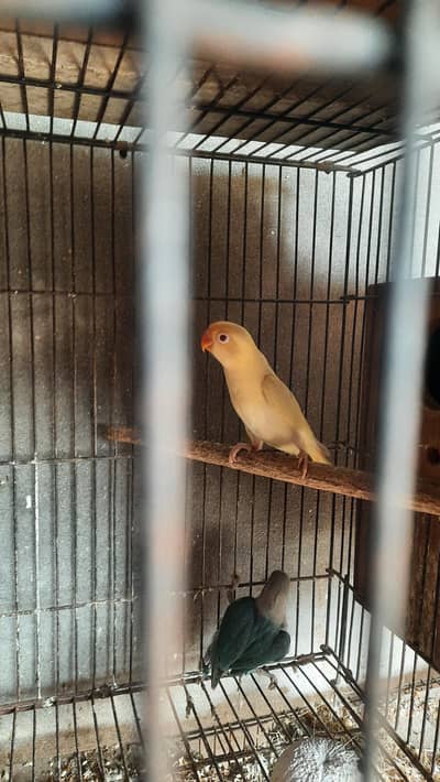 Creaming red eyes love bird