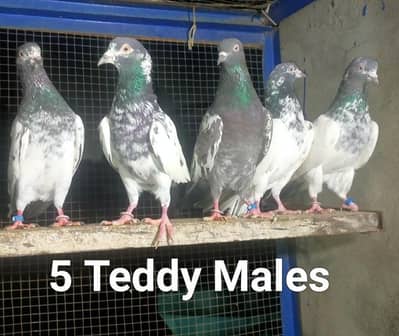 TEDDY & SHIKRAY PIGEONS