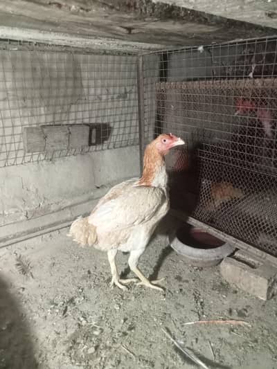 aseel murgi 2 years age health and active  contact 0/31/214/61815