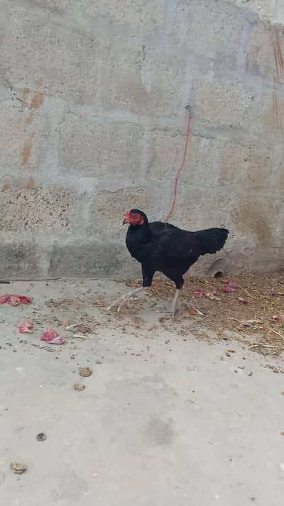 Aseel hen 1 full female 3 chick's