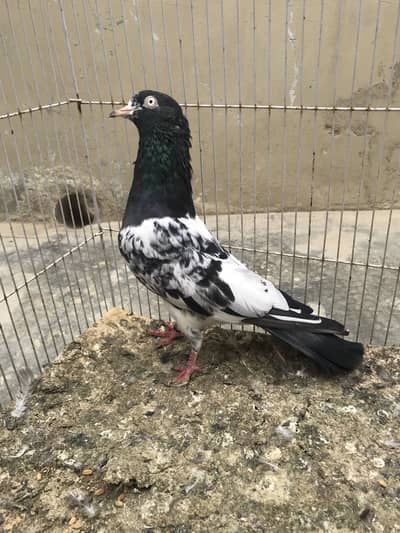 Rangeen Teddy Breeder Pair