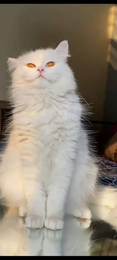 Persian cat for sale female 1 year white color yallow eyes yong