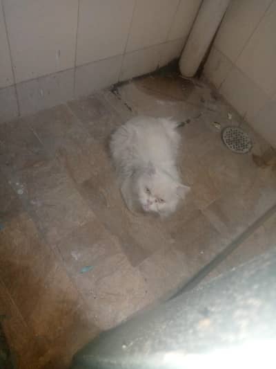 Persian cat for sale