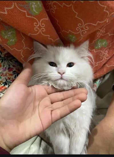 Stud mate matting service Available