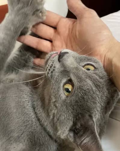 British Shorthair Male