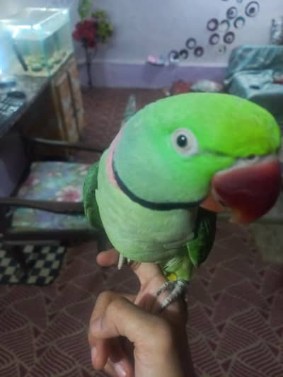 raw parrot