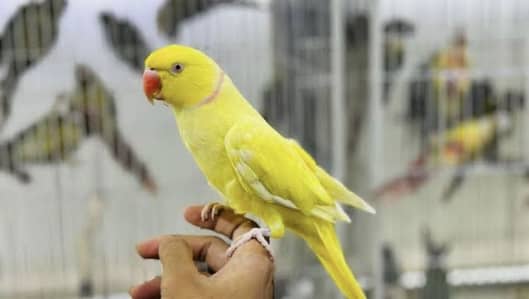 ring neck parrot