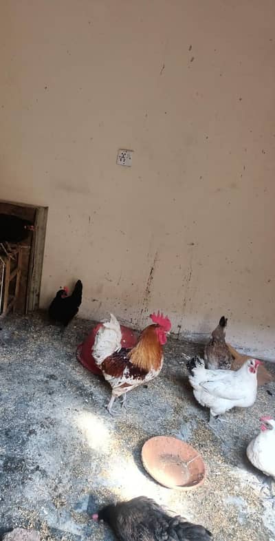 Egg Laying hens/Desi hens/lohman brown pair