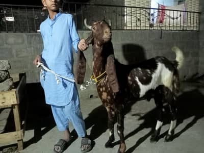 kamore kassey Bakra hain ful active hain  03158339523