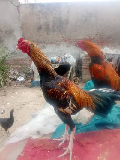 Thai Cross sindi jageeri