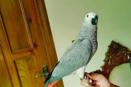parrot