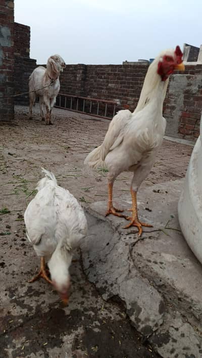 High Quality Aseel Heera Pair Long Height Yellow nock