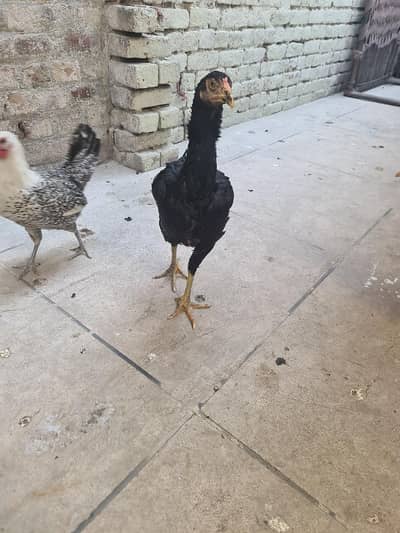 black aseel murgi