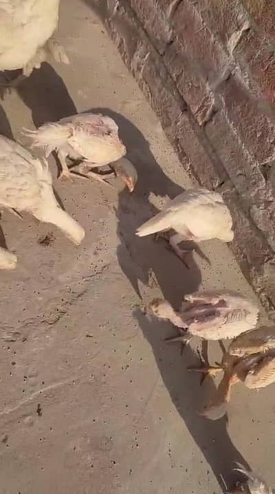 9 bachy hn bap ka mohra 450