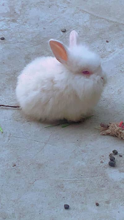 Baby pair for sale English Angora. . .