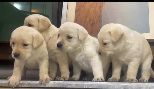Labrador Puppies Available