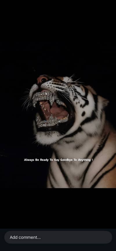 Need a camera man (iPhone) camera