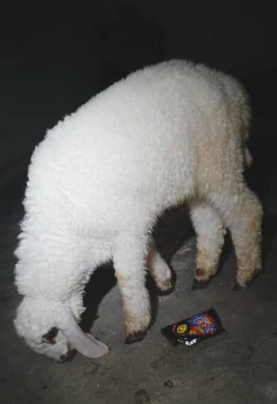 Dumba For sale Age 5 months Qurbani 2026