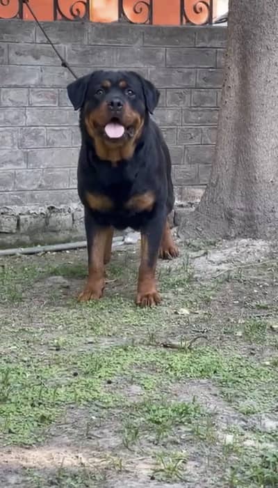 Rottweiler breeder female available for sale