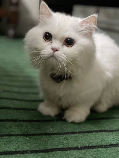 A healthy, vaccinated, neutered male cat, aged 1 year and 5 months.