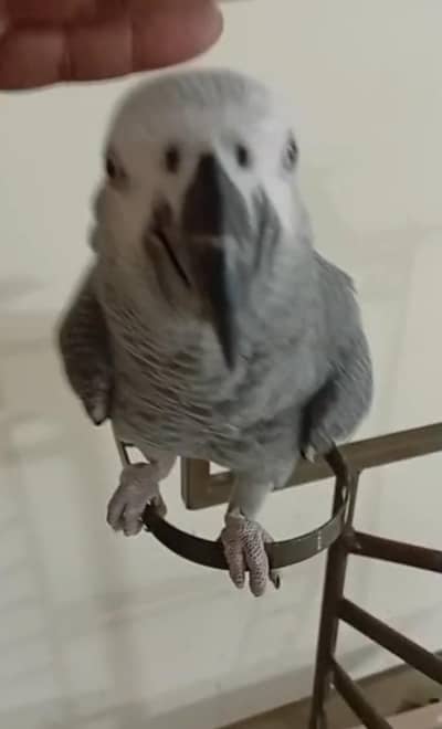 African Grey | Hand Tamed | Bonded Pair