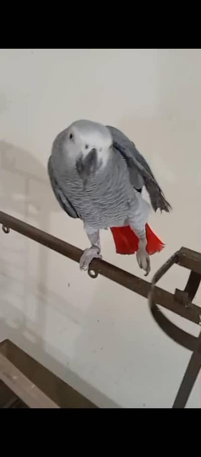 African Grey | Hand Tamed | Bonded Pair