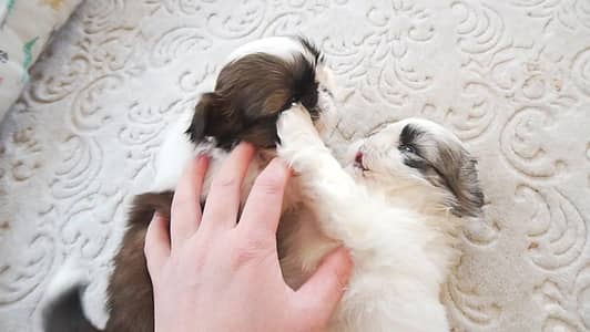 Shitzu puppies available