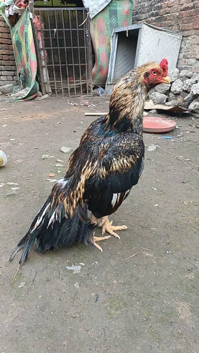 mirathi blood line aseel