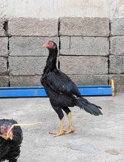 Aseel Quality Patha 5 months