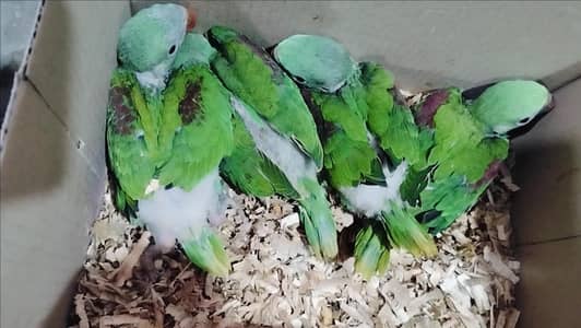 Kashmiri Raw Pahari Chick's