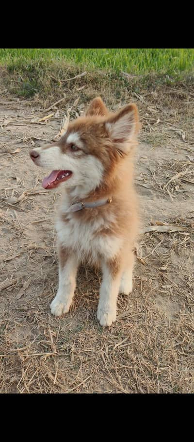 Siberian husky double coat