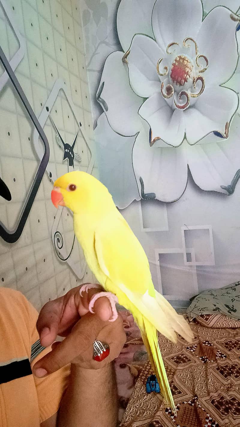 yellow ringneck 0