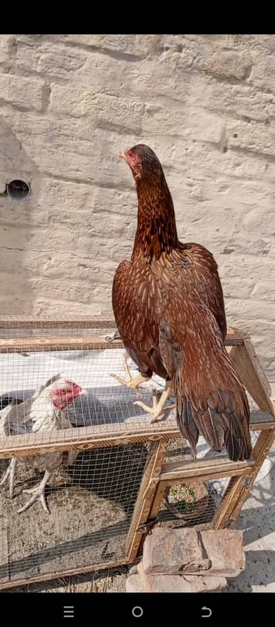 paper white aseel for sale breeder hen