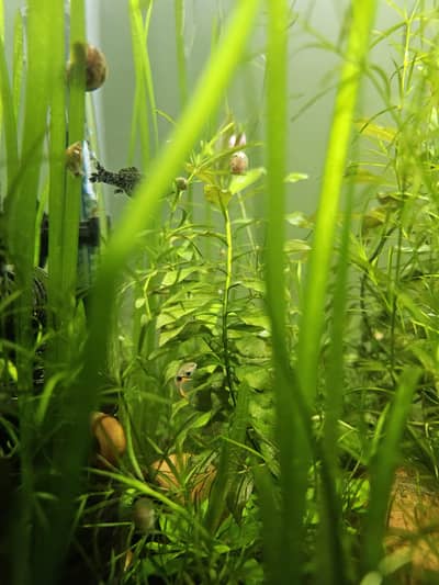 Aquarium Aquatic Plants - vallisneria, Guppy Grass, ludwigia repens