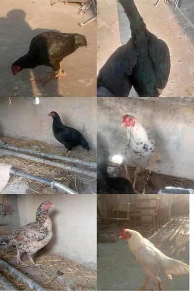 sab ka rate deskaription ma ha