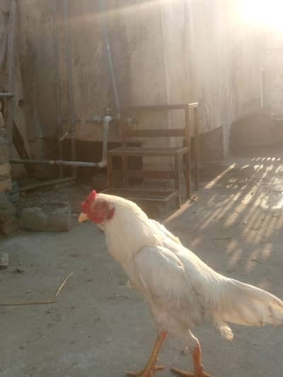 sab ka rate deskaription ma ha