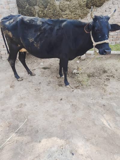 cow for sale