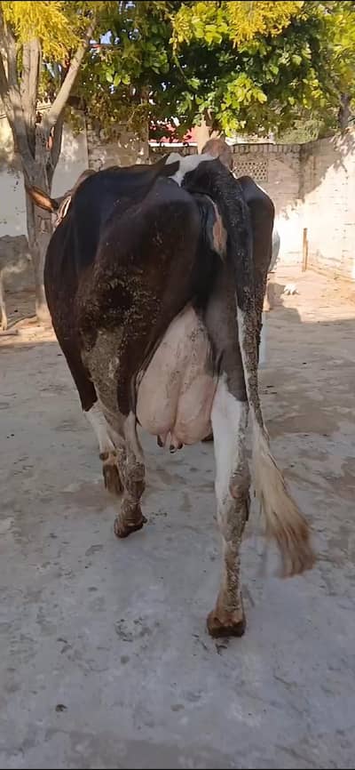 Frezion cow with New born wacha available