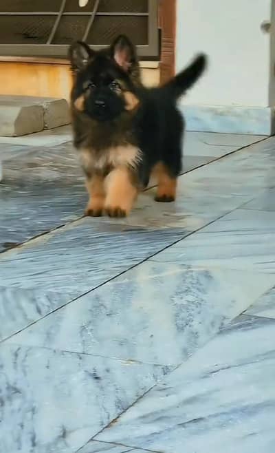 German shepherd puppy male for sale 0309=0097784