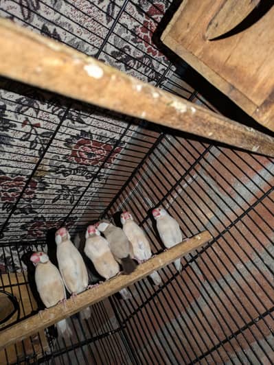 Fawn Java/Java /Finches/