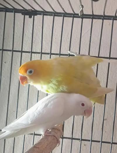 1pair hogo double flower breader. 1pair under exi breder