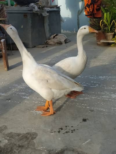 White Goose Ducks Pair – Egg Laying 