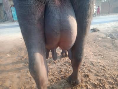 1st timer buffalo  with male baby